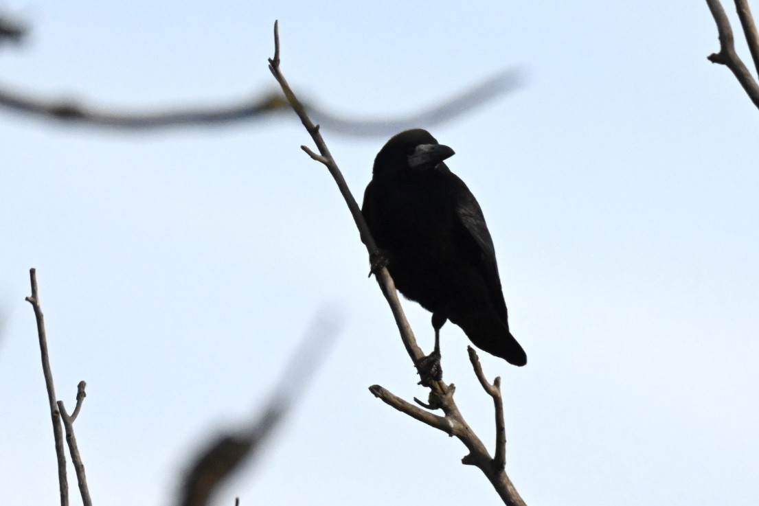 Ekin Kargası - ML645560555