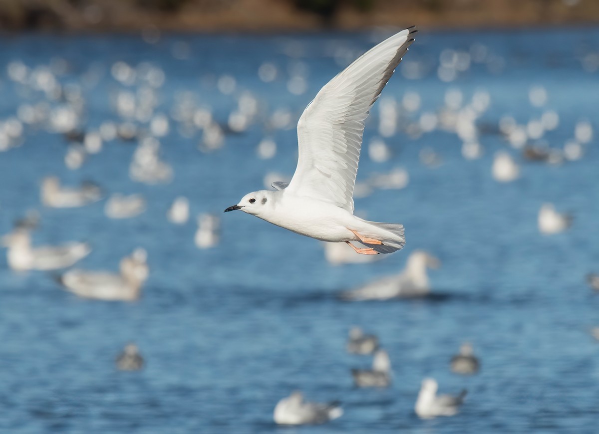 Bonaparte's Gull - ML645560564