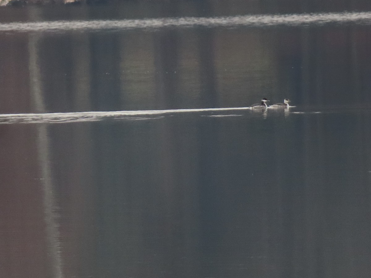 Horned Grebe - ML645560565