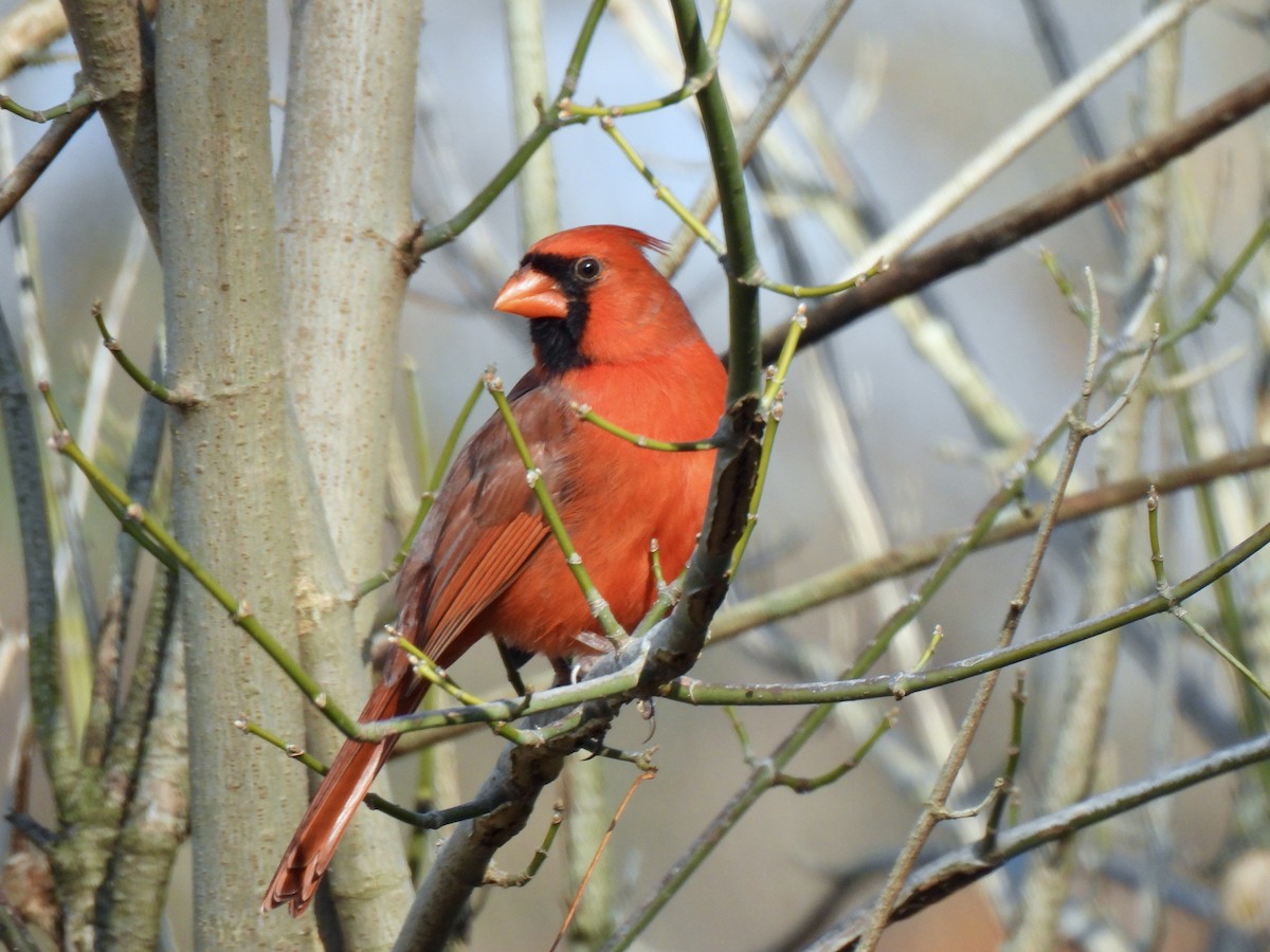Northern Cardinal - ML645560566