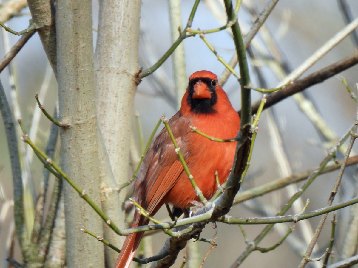 Northern Cardinal - ML645560571