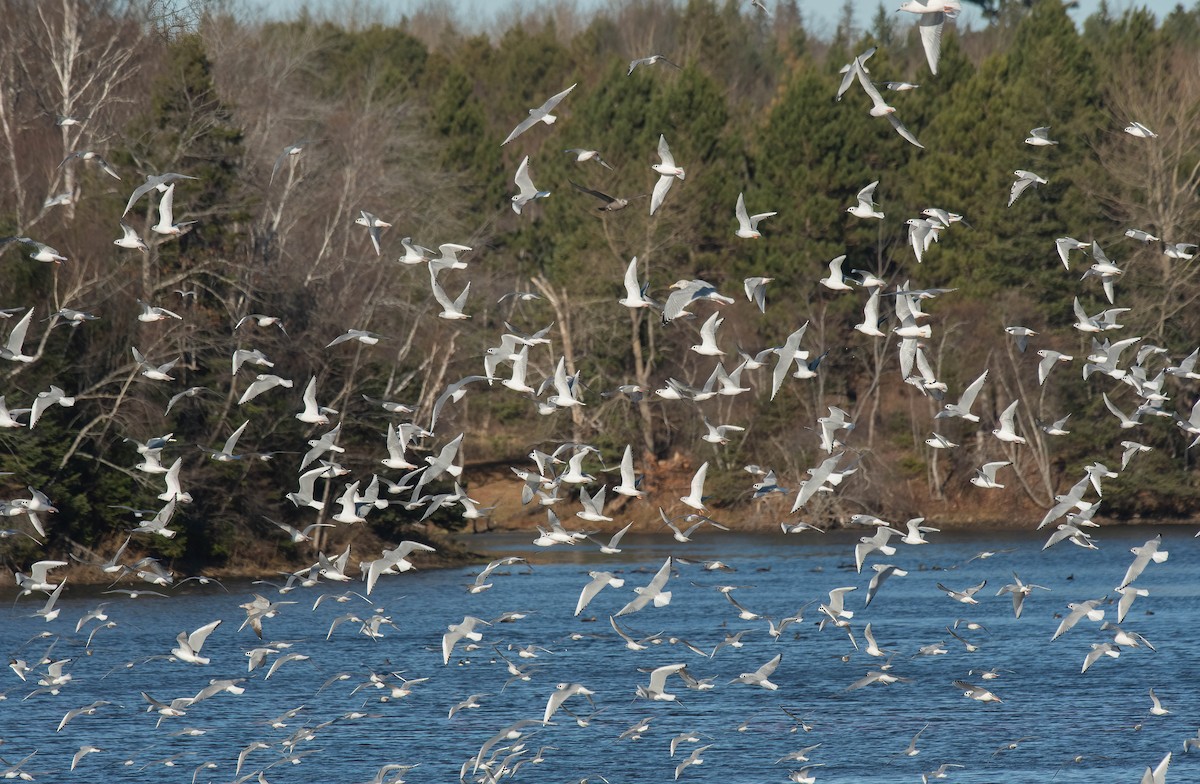 Bonaparte's Gull - ML645560579
