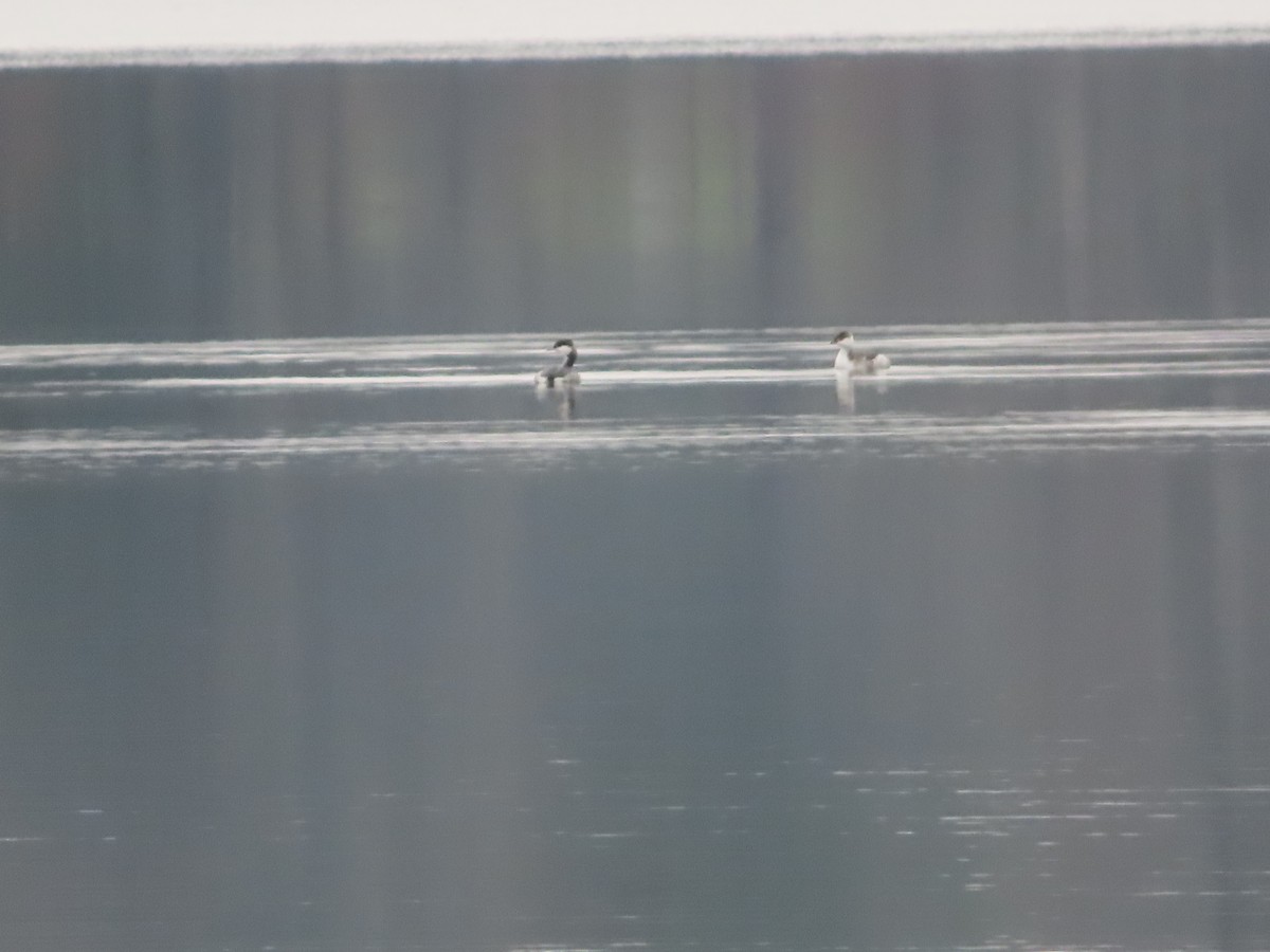 Horned Grebe - ML645560582