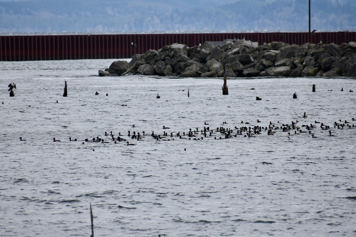 Морская чернеть - ML645560585