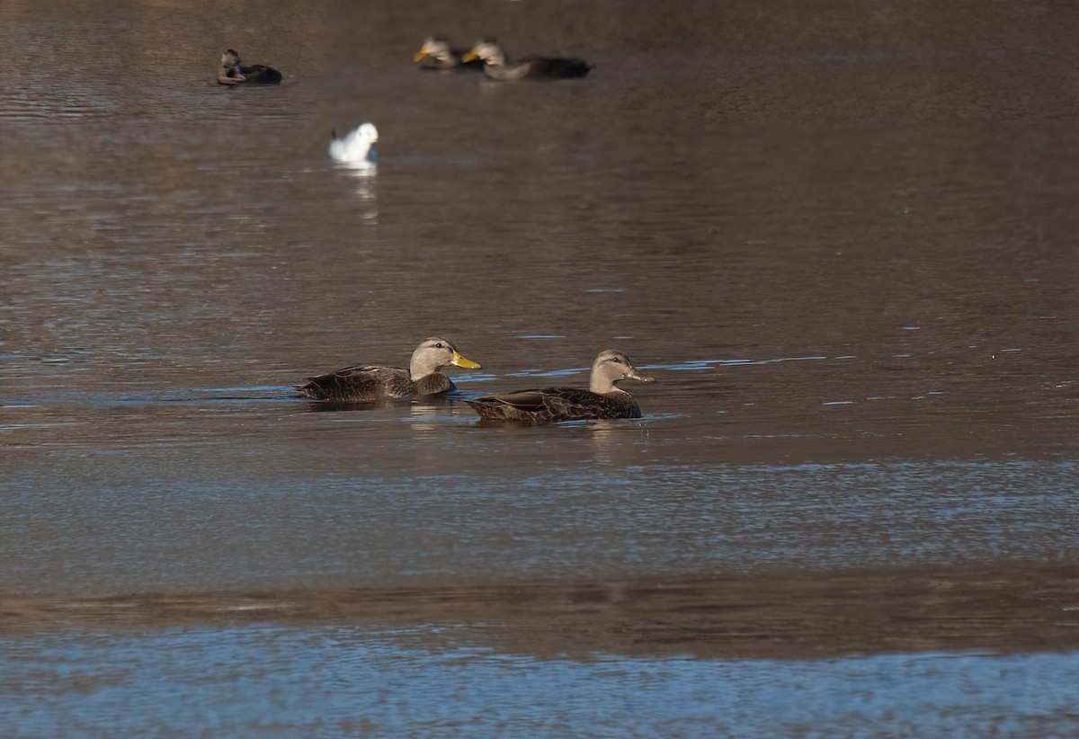 American Black Duck - ML645560587