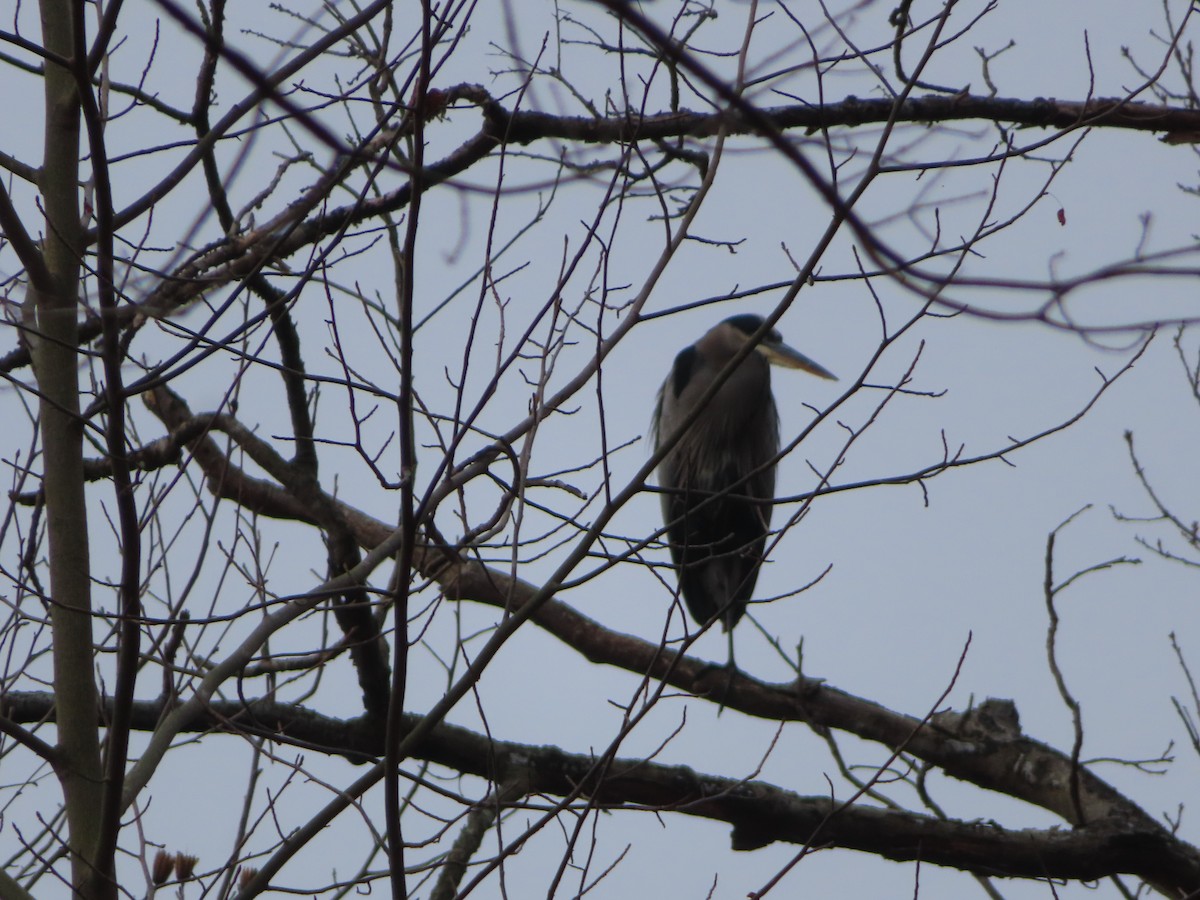Great Blue Heron - ML645560597