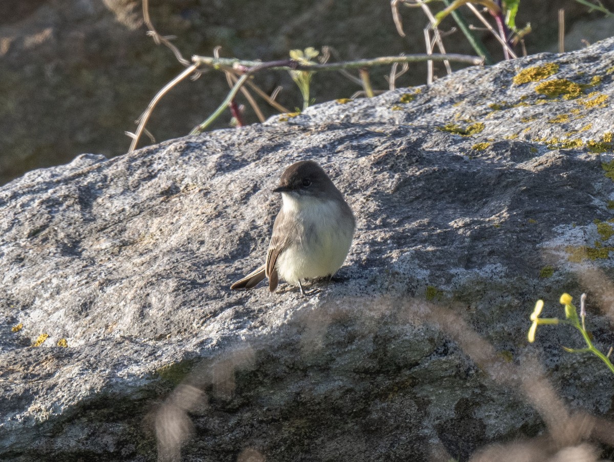 Eastern Phoebe - ML645560600