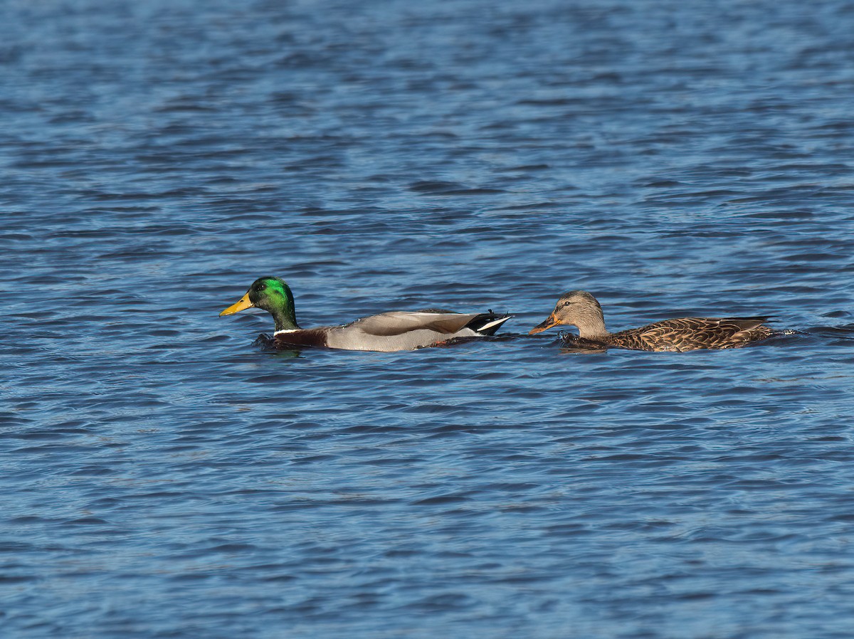 Mallard - ML645560604