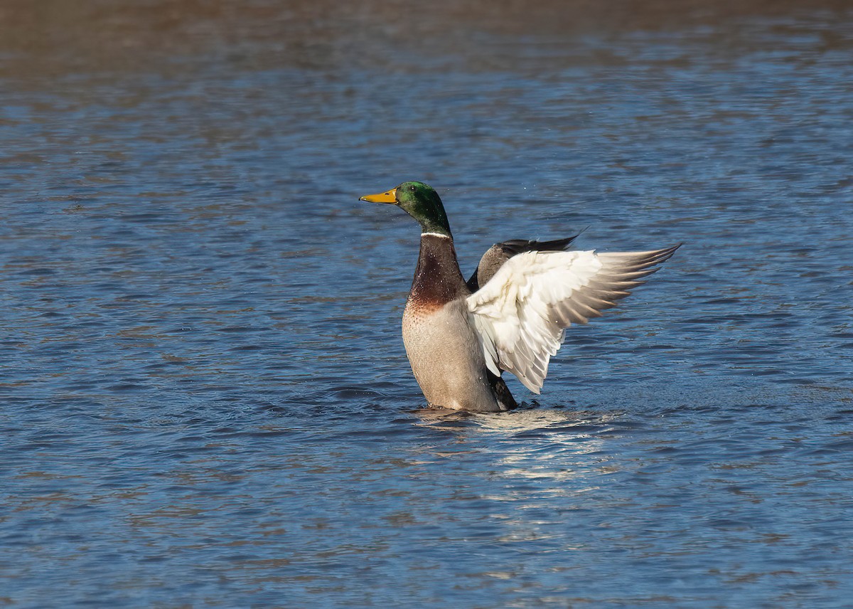 Mallard - ML645560607