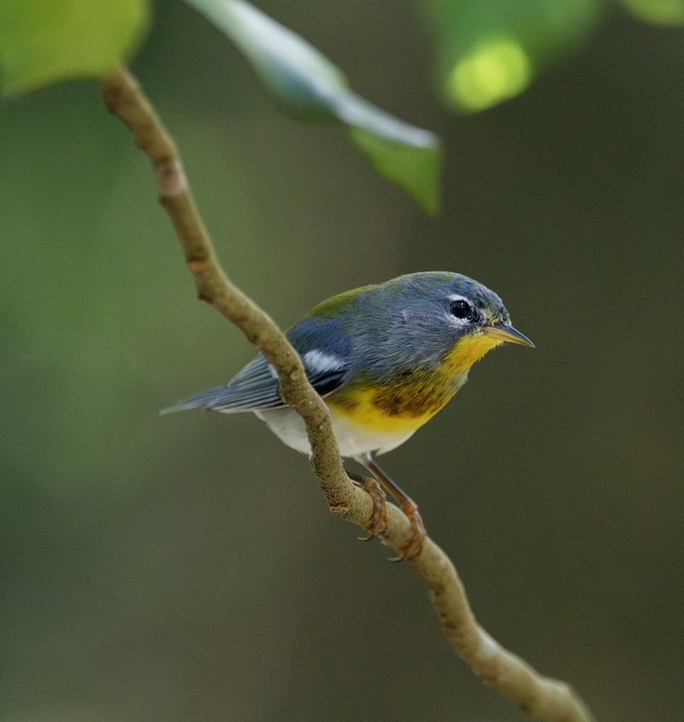 Northern Parula - ML645560613