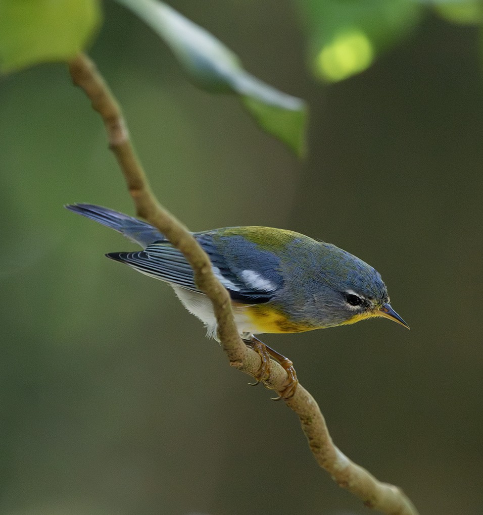 Northern Parula - ML645560615