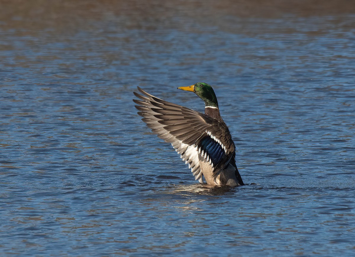 Mallard - ML645560616