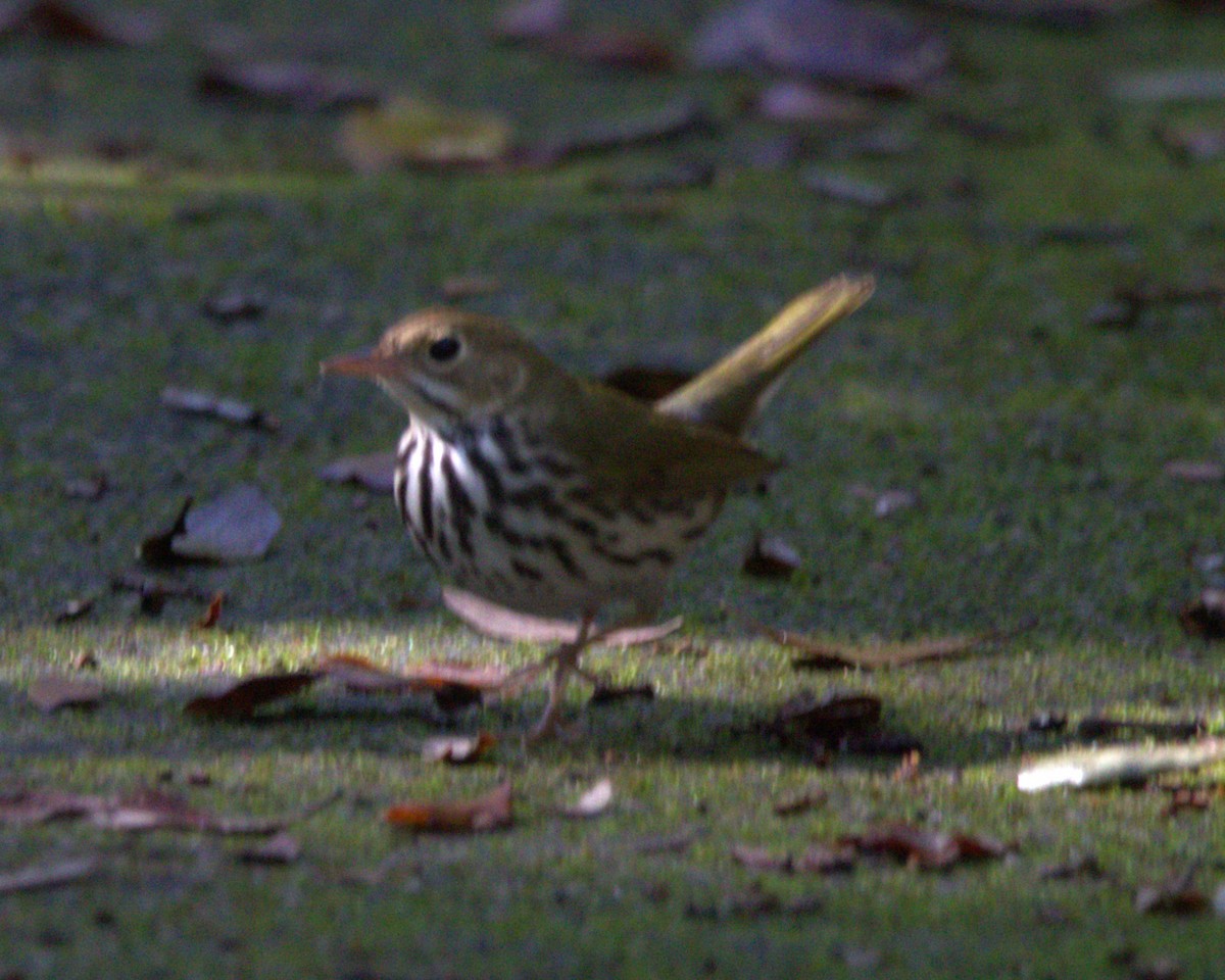 Ovenbird - ML645560623