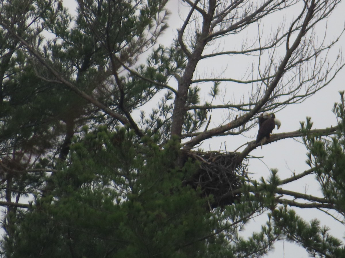 Bald Eagle - ML645560626