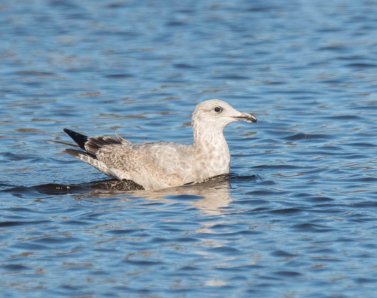 American Herring Gull - ML645560633