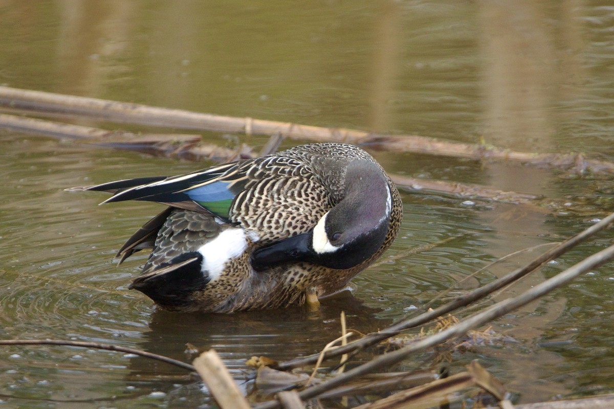 ミカヅキシマアジ - ML645560634