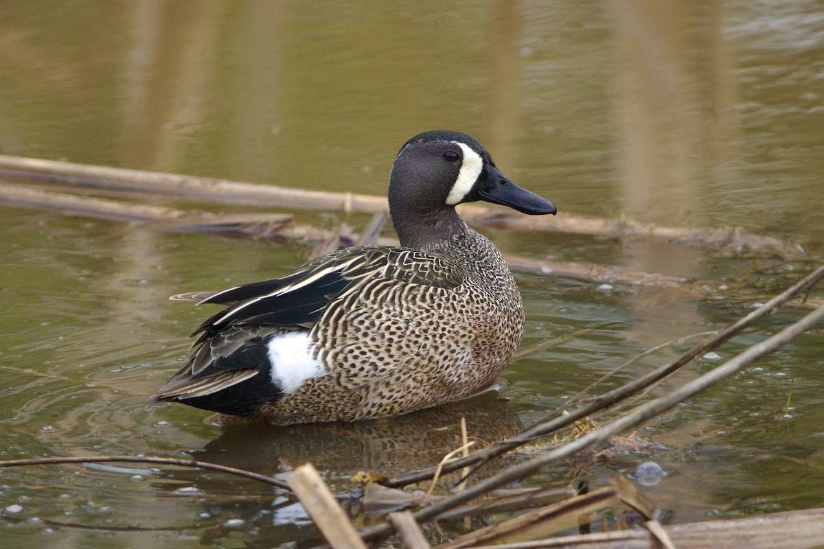ミカヅキシマアジ - ML645560635