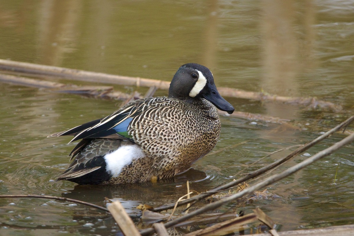 ミカヅキシマアジ - ML645560636