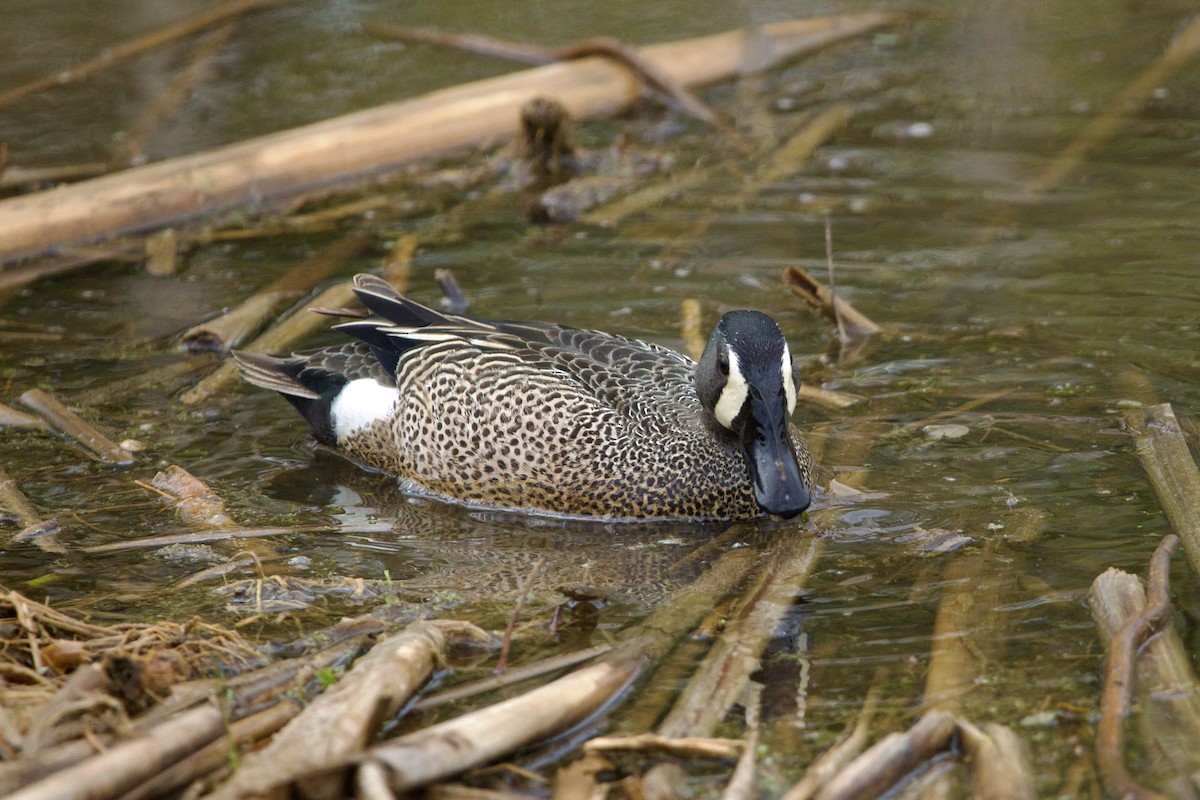 ミカヅキシマアジ - ML645560637