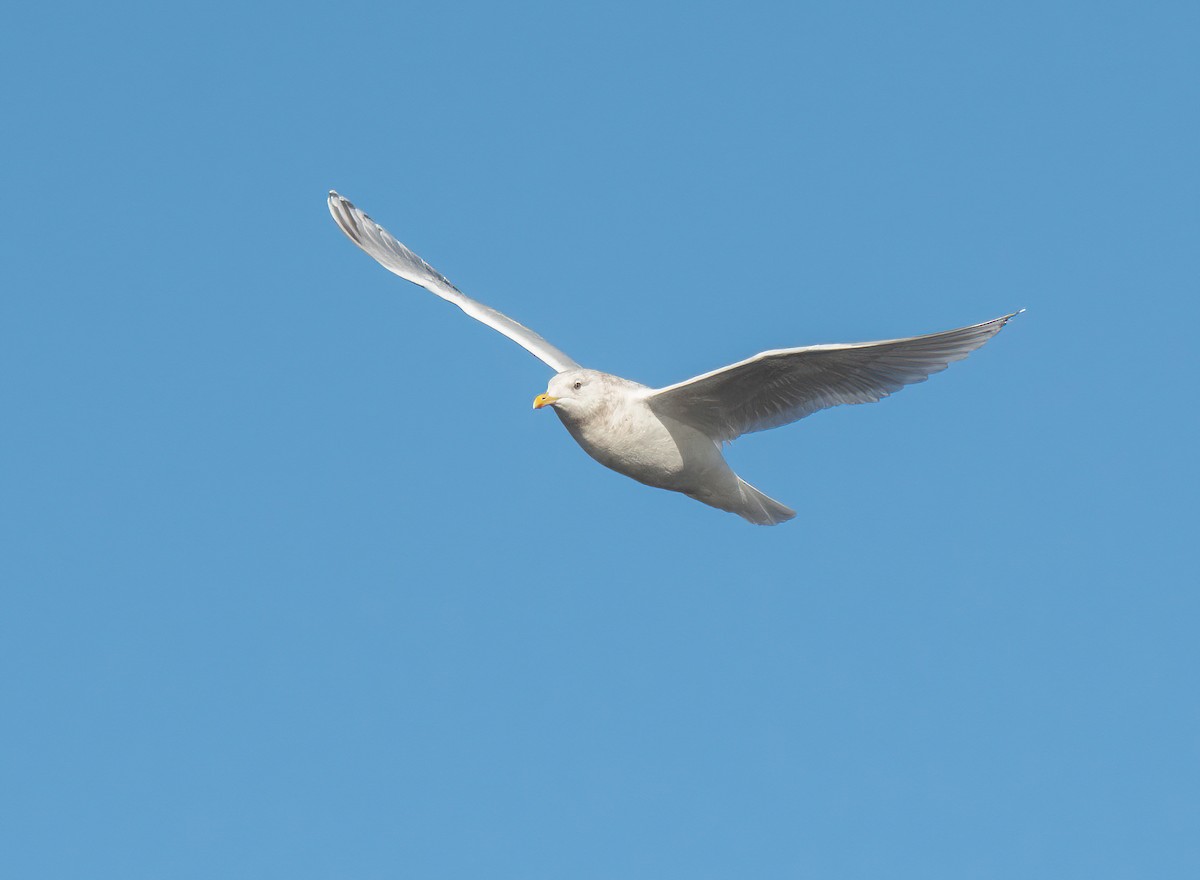 アイスランドカモメ - ML645560644