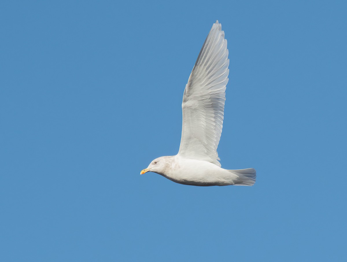 アイスランドカモメ - ML645560648