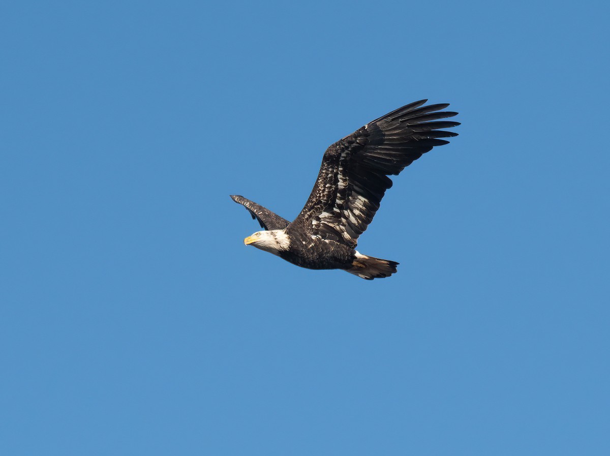Bald Eagle - ML645560650