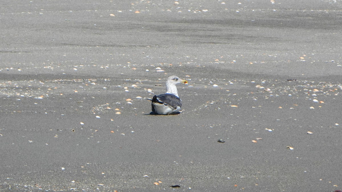 Lesser Black-backed Gull - ML645560657