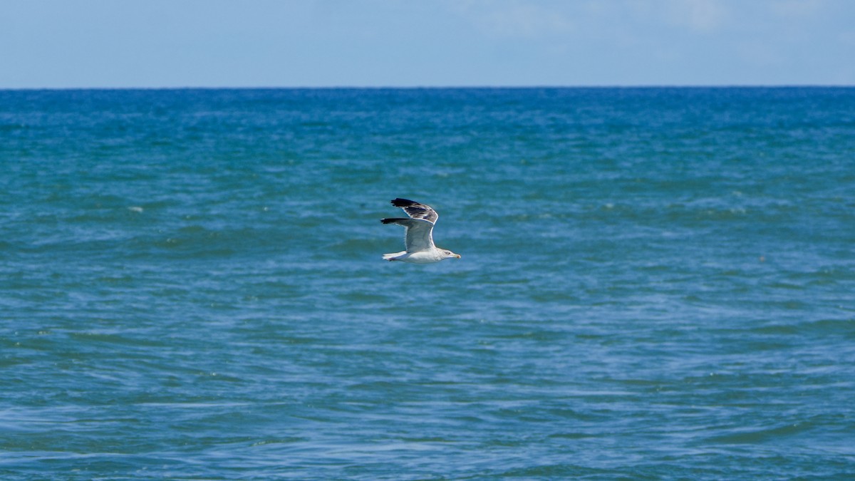 Lesser Black-backed Gull - ML645560658