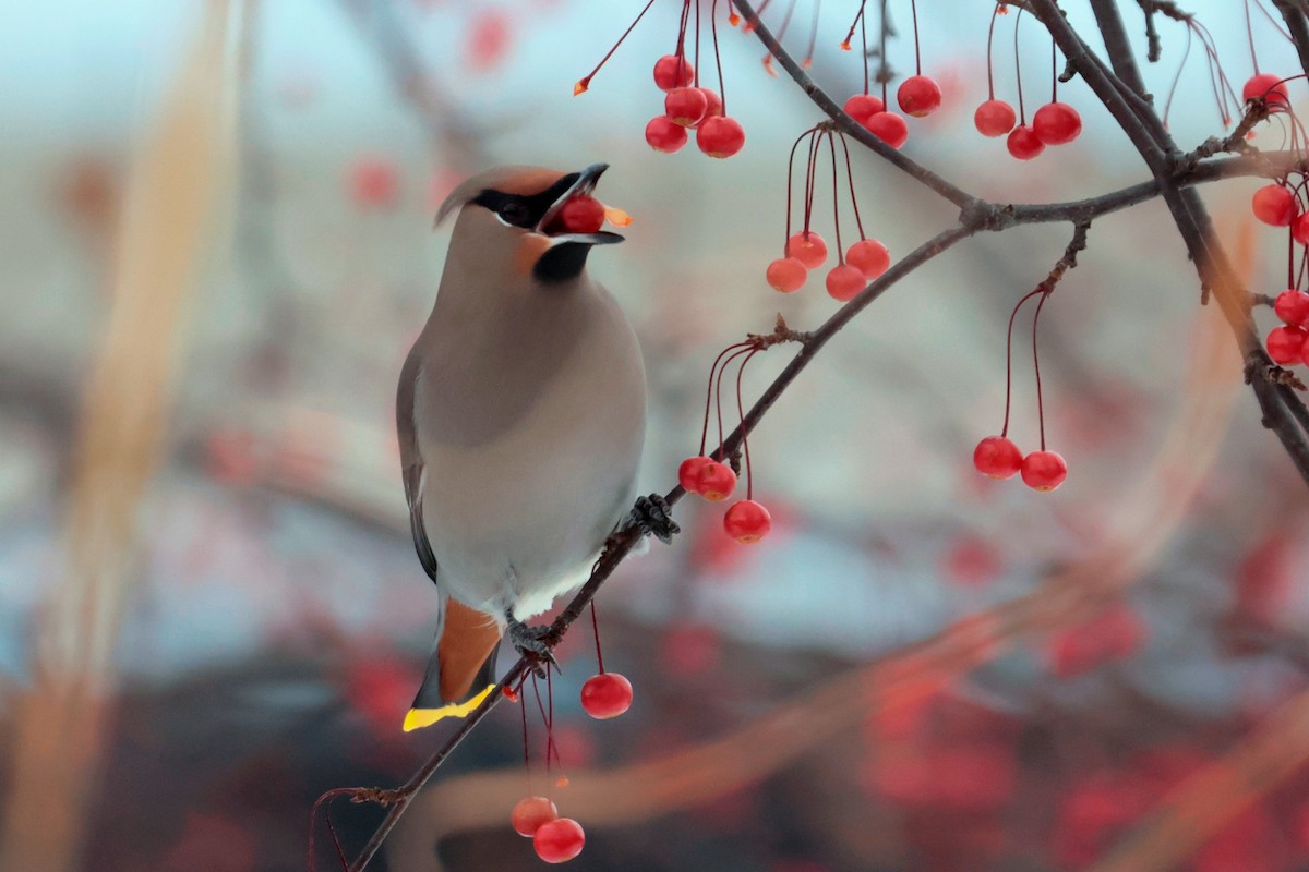 Seidenschwanz - ML645560668