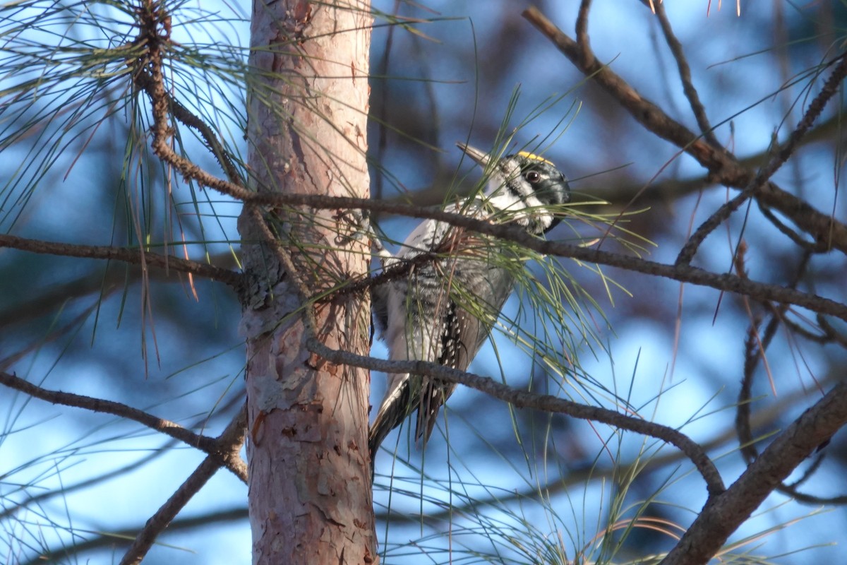 Black-backed Woodpecker - ML645560669
