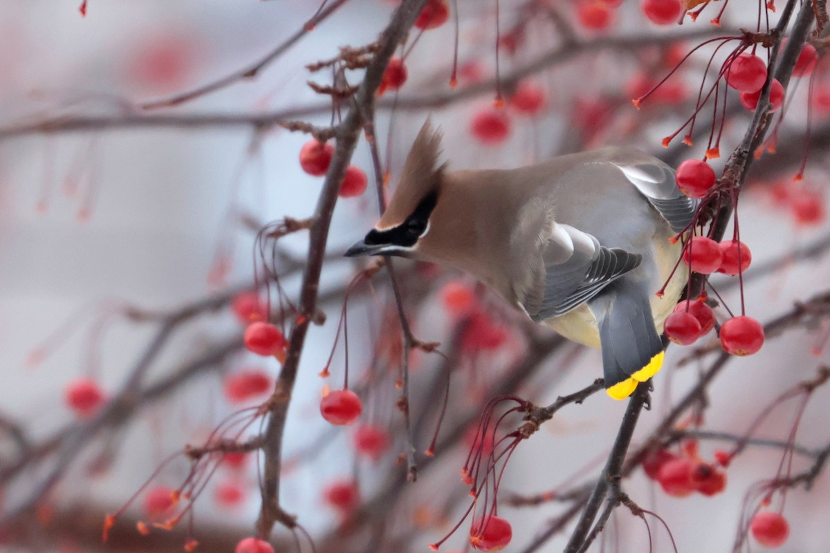 Cedar Waxwing - ML645560674
