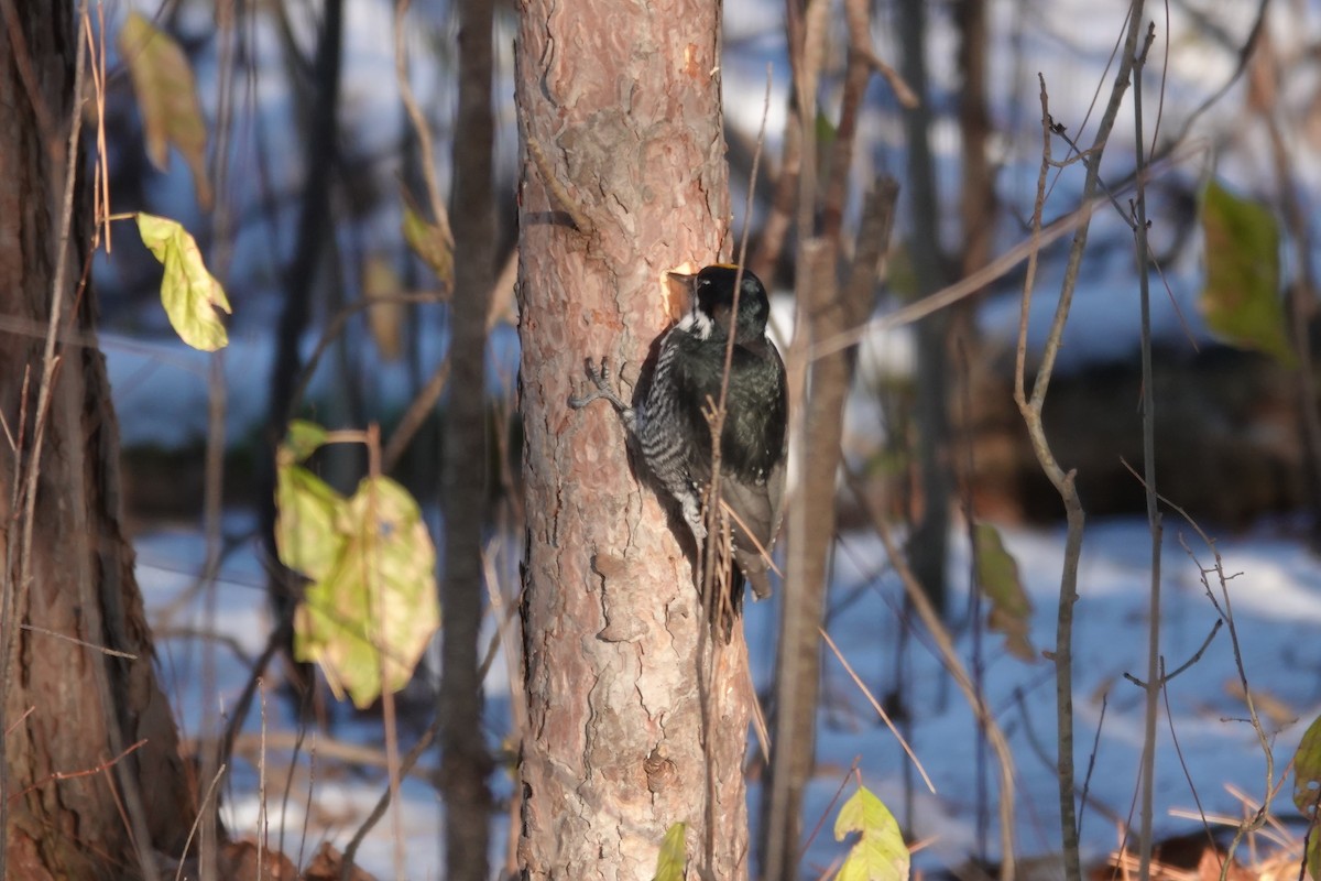 Black-backed Woodpecker - ML645560679