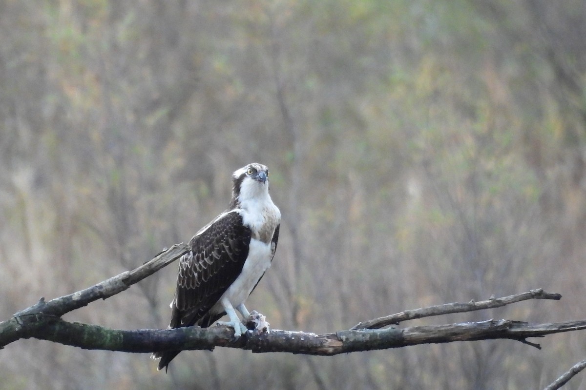 Osprey - ML645560683