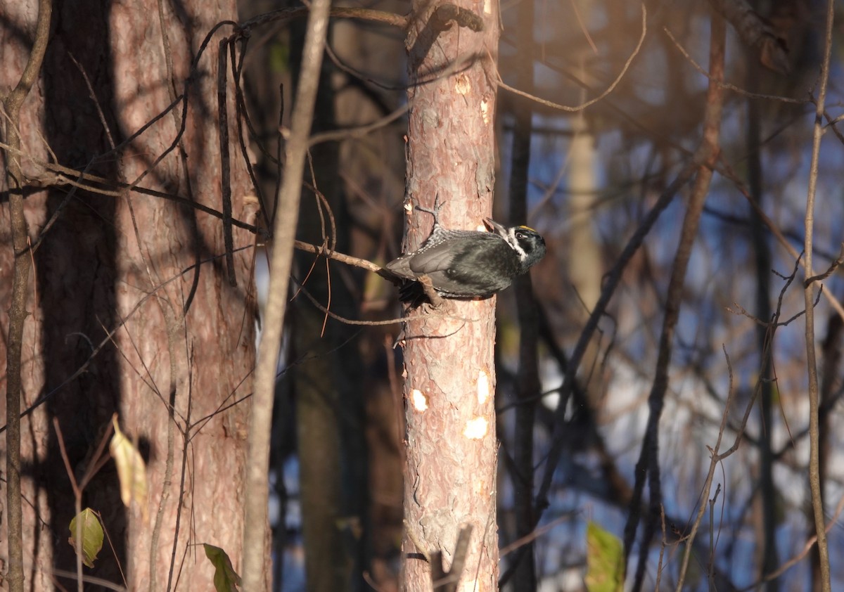 Black-backed Woodpecker - ML645560686