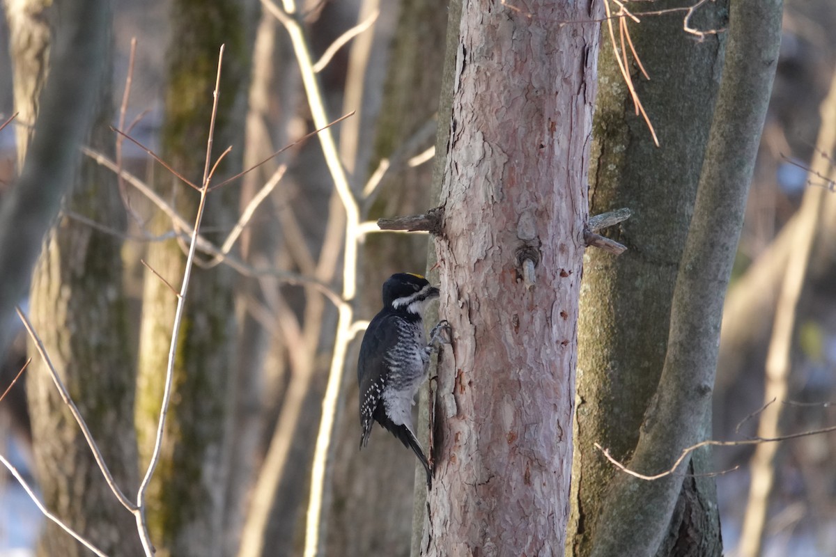 Black-backed Woodpecker - ML645560689