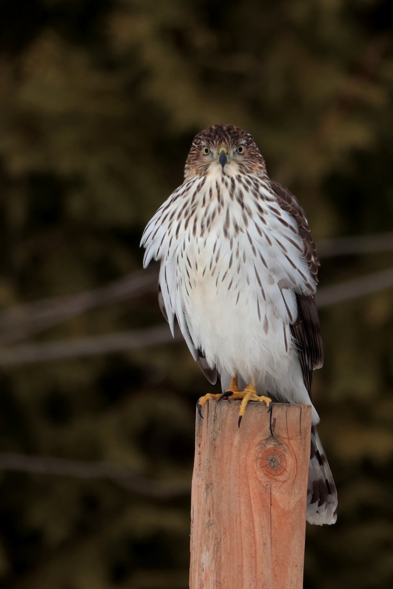 Cooper's Hawk - ML645560708