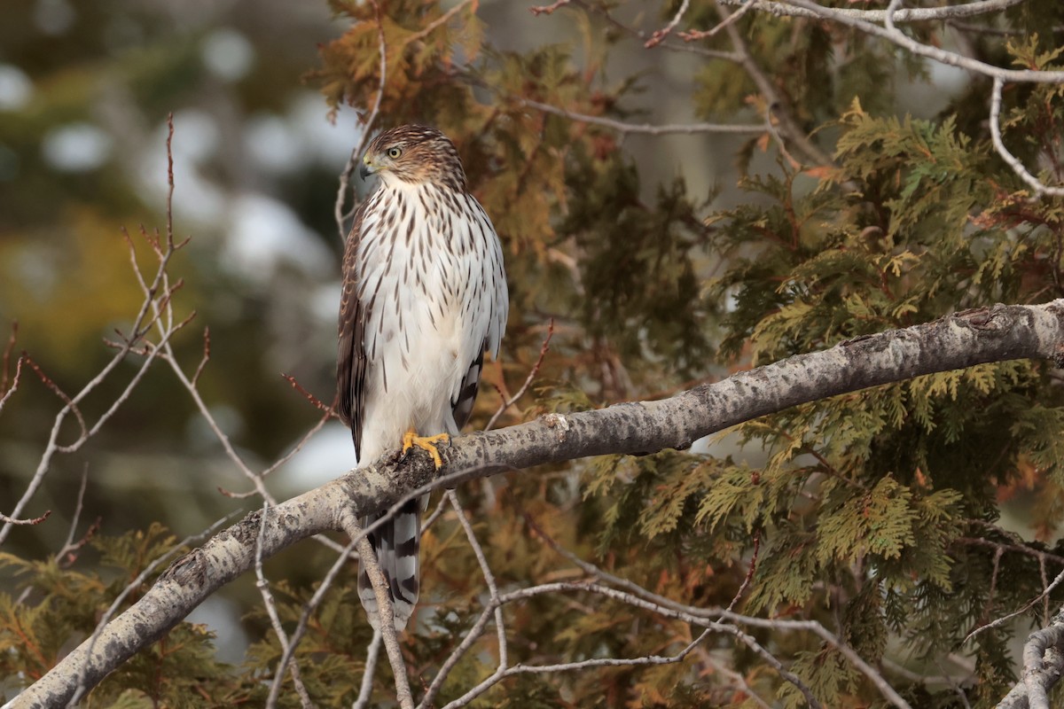 Cooper's Hawk - ML645560709
