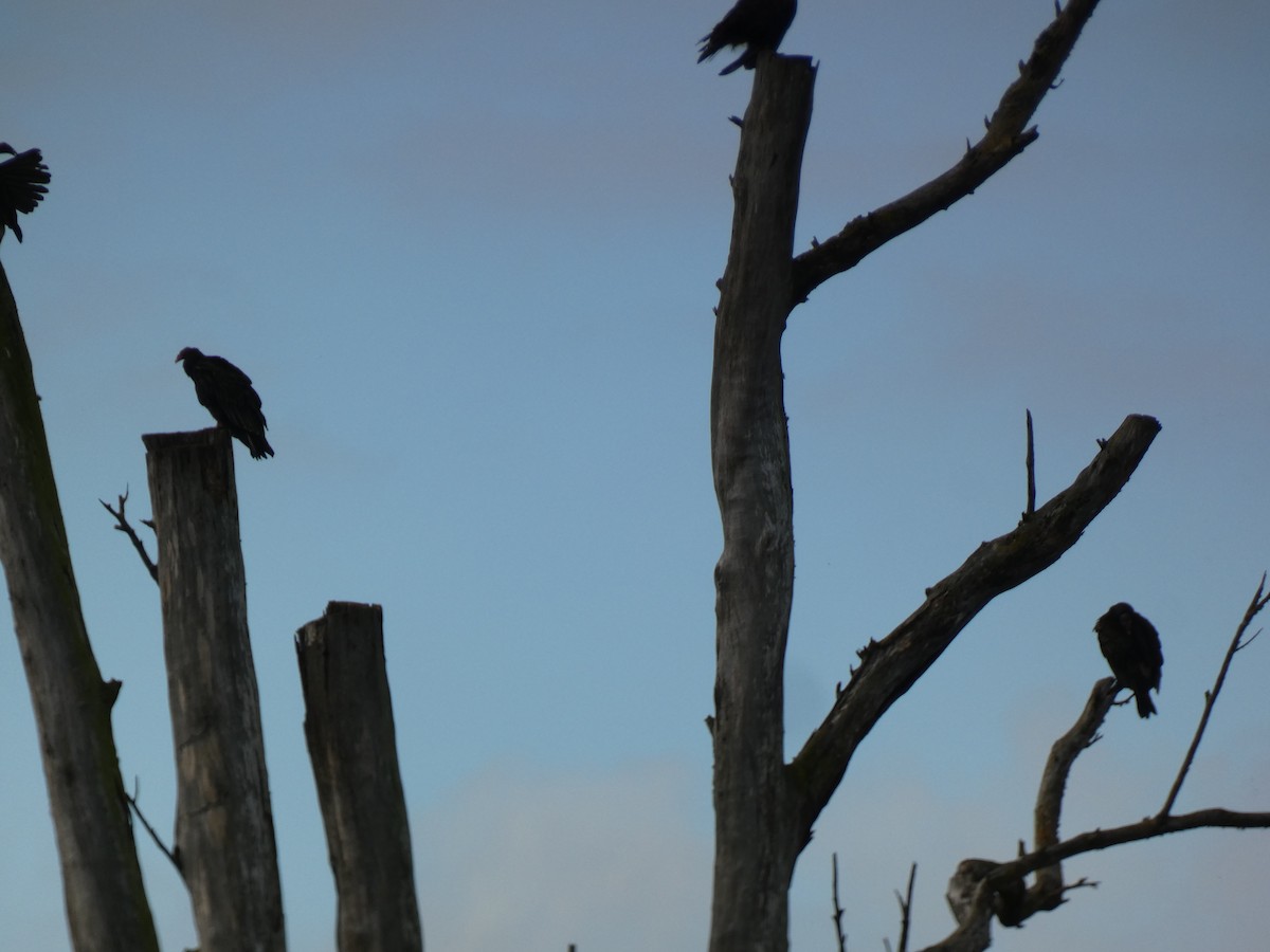 Turkey Vulture - ML645560711