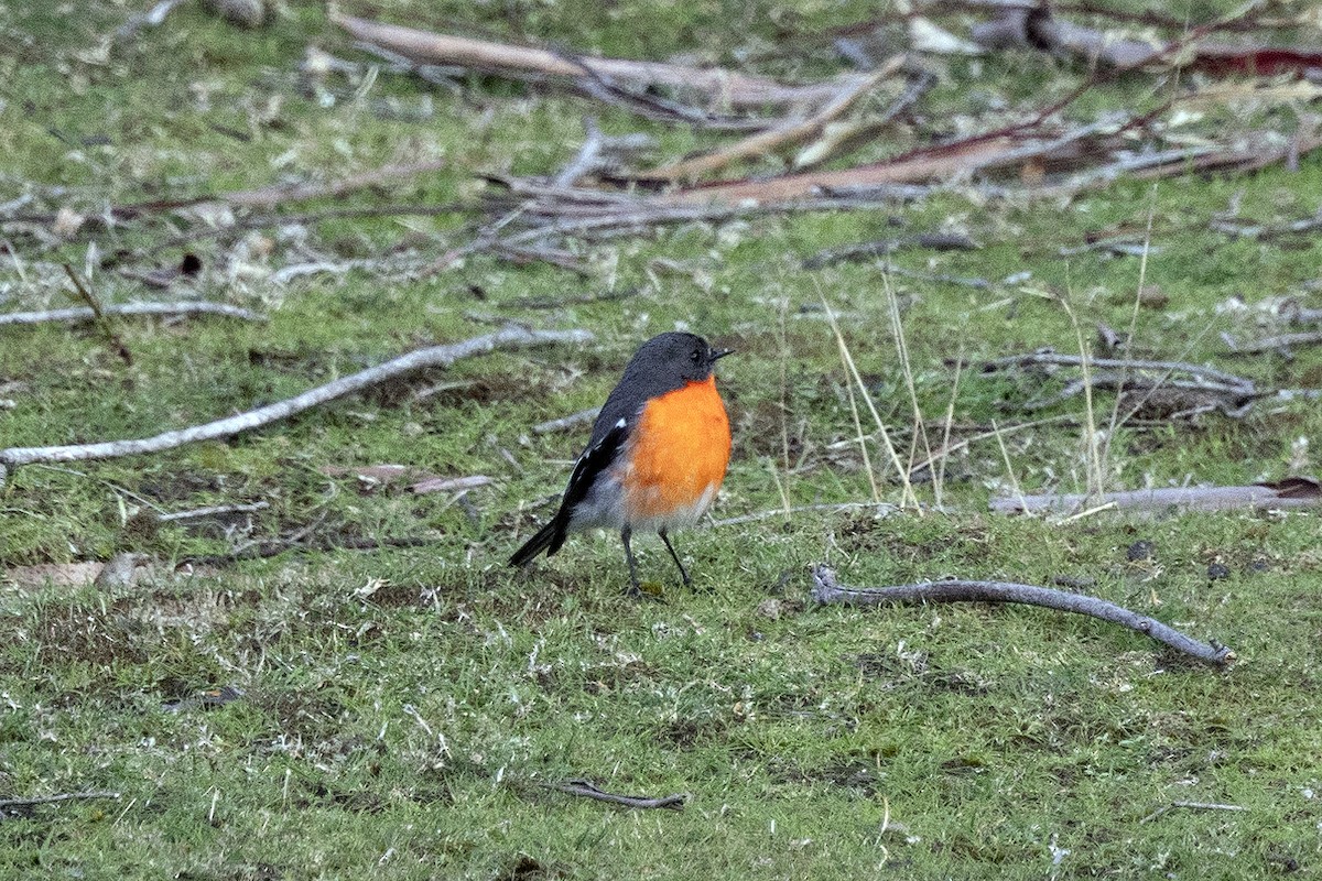 Flame Robin - ML645560723