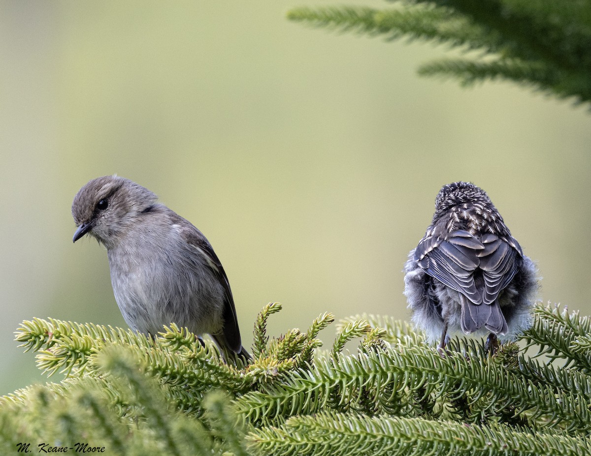 Тасманийская дриада - ML645560730