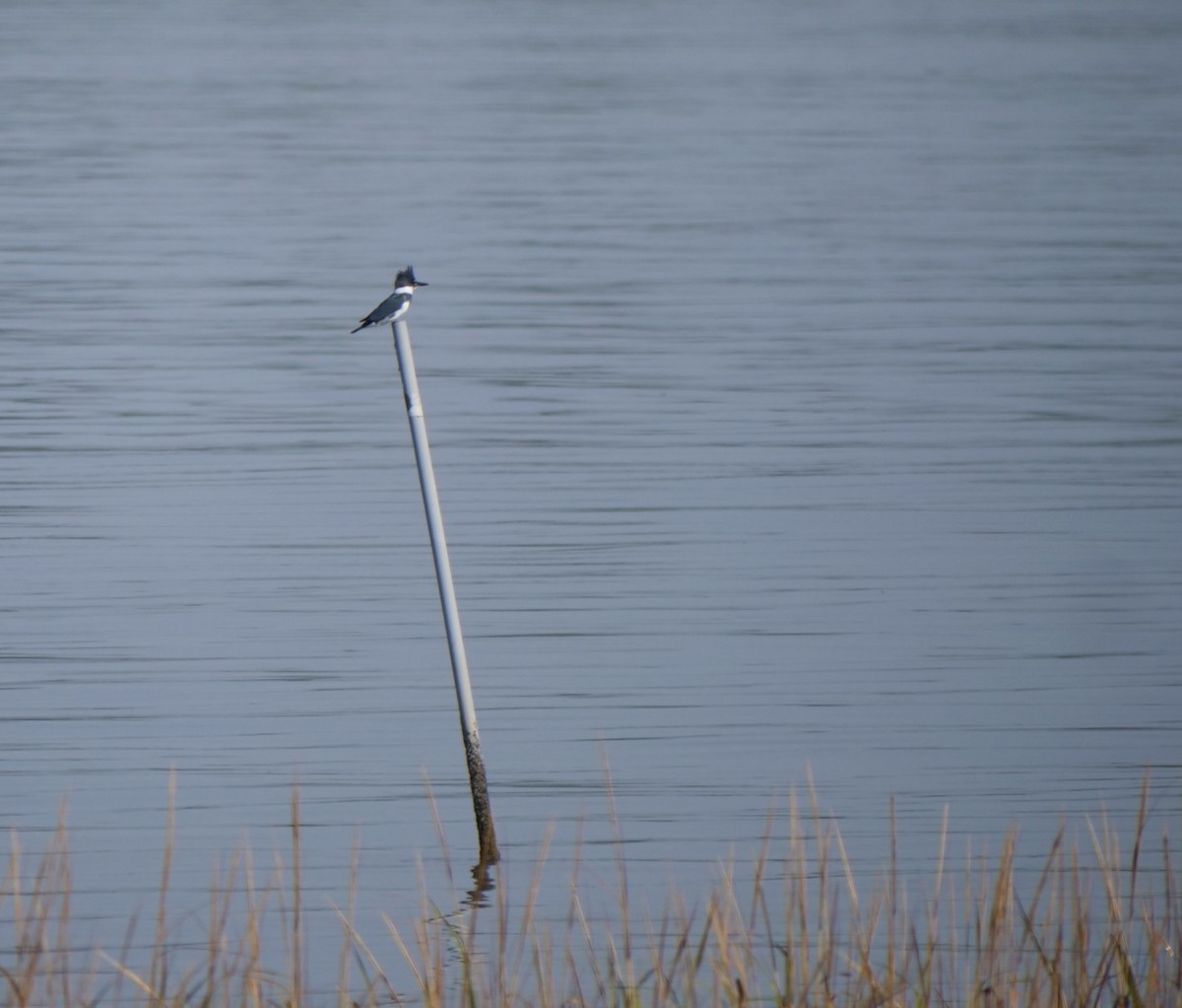 Belted Kingfisher - ML645560735
