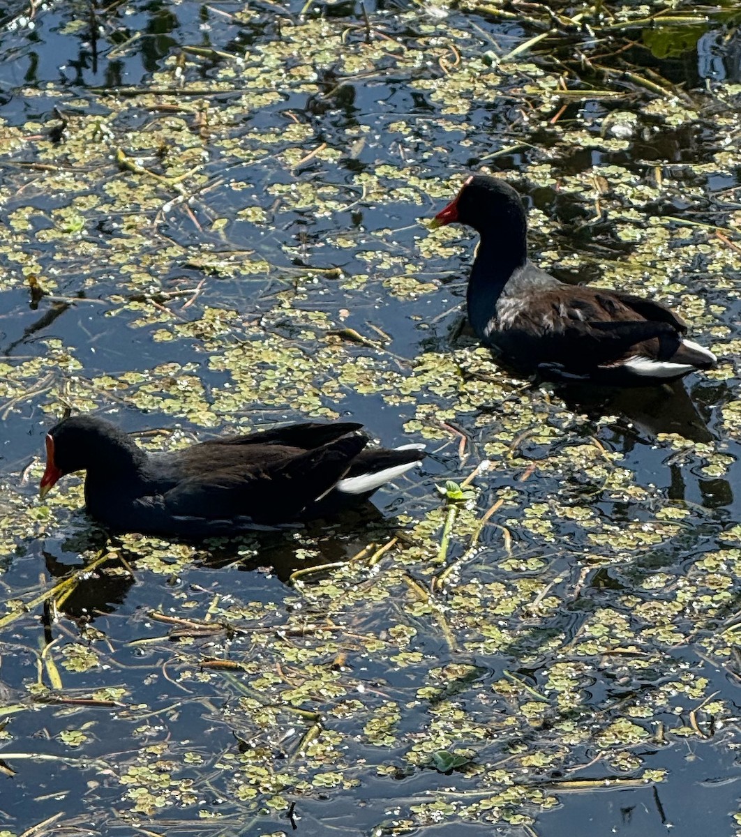 Common Gallinule - ML645560736