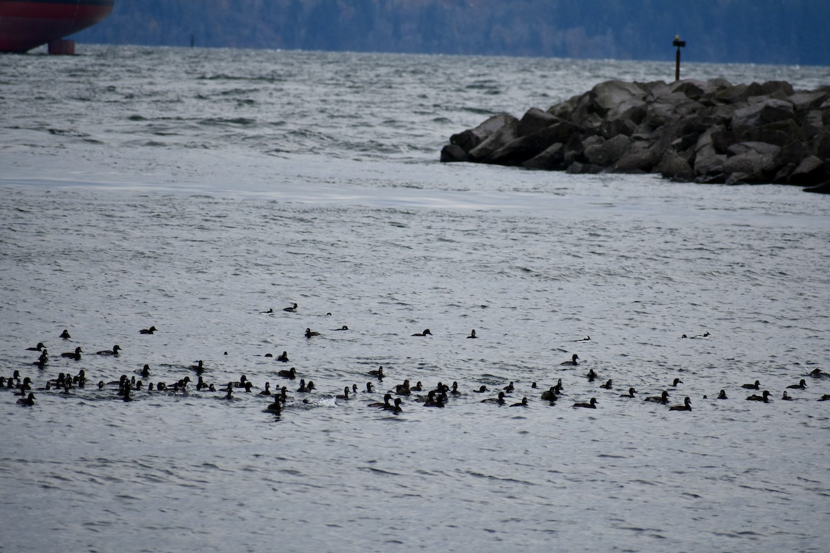 Морская чернеть - ML645560738