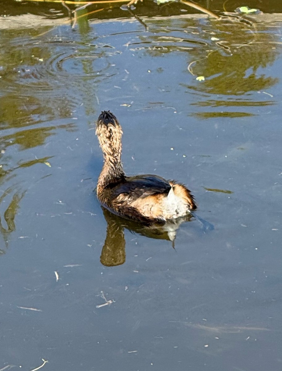 Pied-billed Grebe - ML645560747