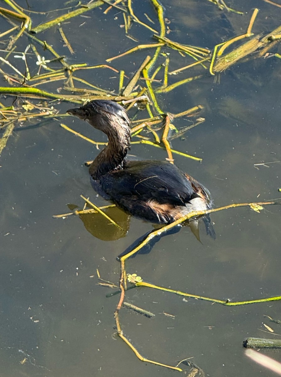 Pied-billed Grebe - ML645560748