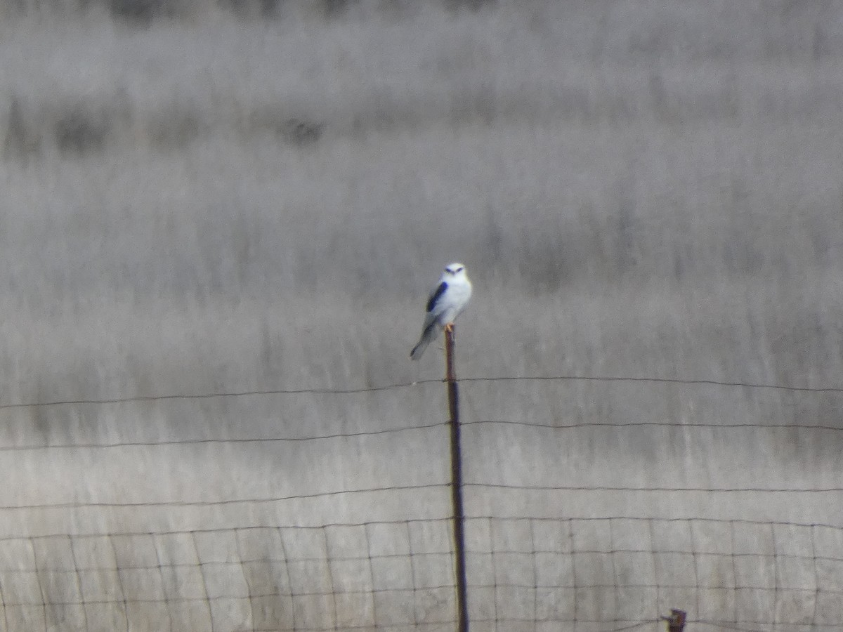 White-tailed Kite - ML645560774