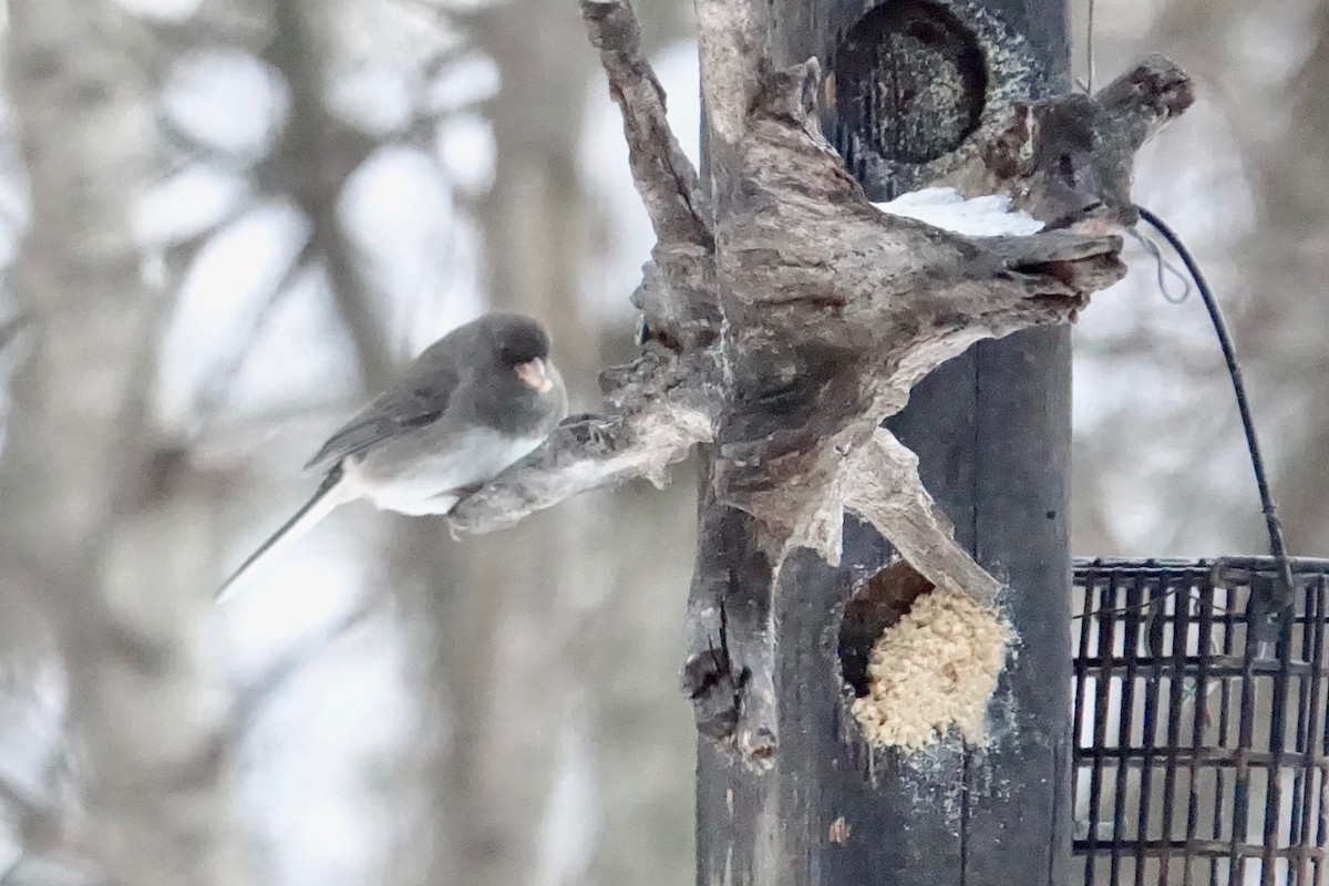 Dark-eyed Junco - ML645560781