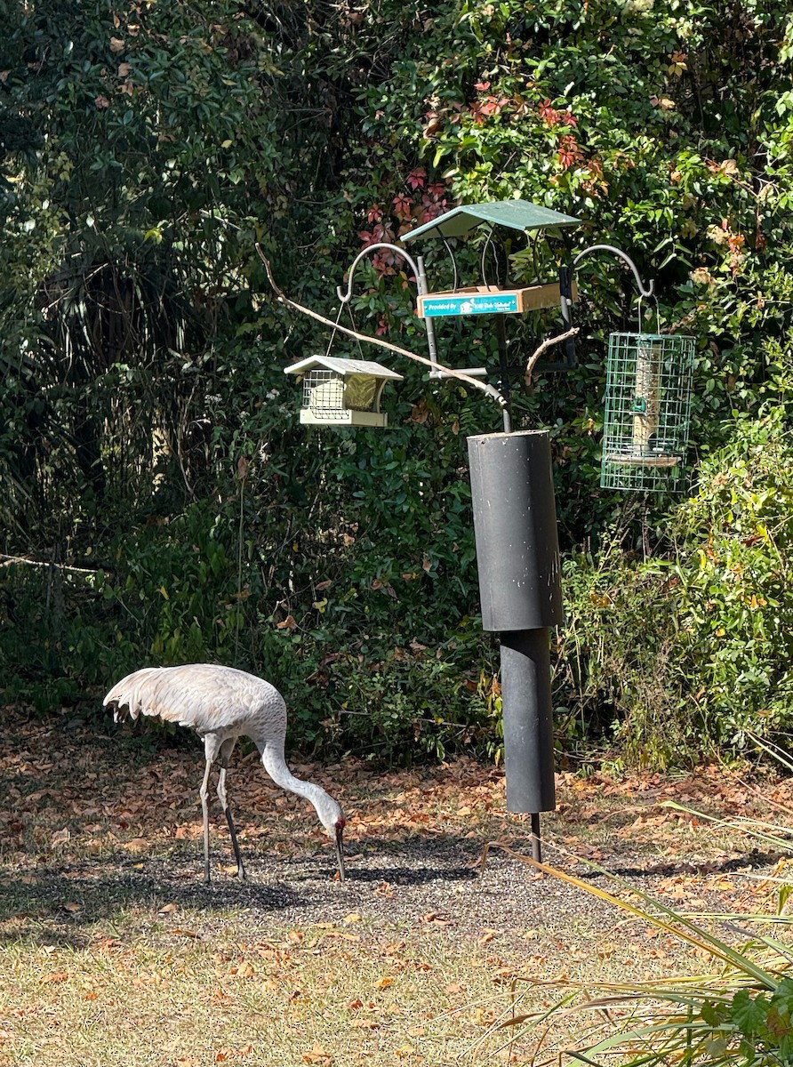 Sandhill Crane - ML645560786