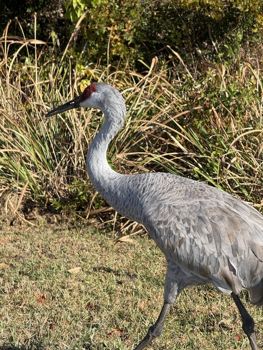 Sandhill Crane - ML645560787