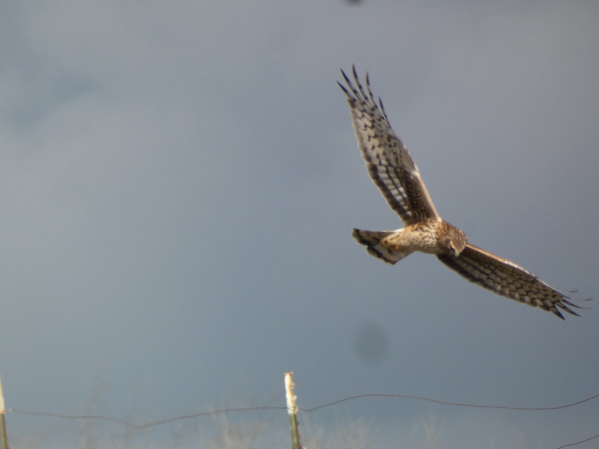 Northern Harrier - ML645560796